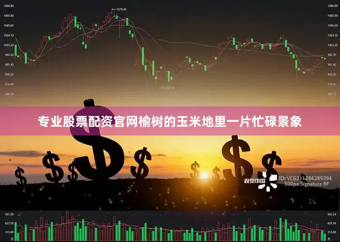 专业股票配资官网榆树的玉米地里一片忙碌景象